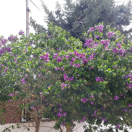 Ξενοδοχείο Nilsu *